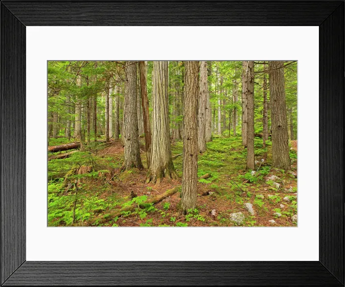 Framed Print : Inland temperate rain forest. Keeny Lake Trail Framed Print : Inland temperate rain forest. Keeny Lake Trail