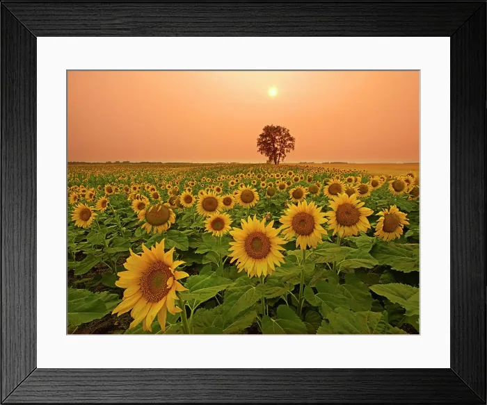 Framed Print : Sunflowers and cottonwood tree (Populus deltoides). at sunset Dugald Manitoba, Canada