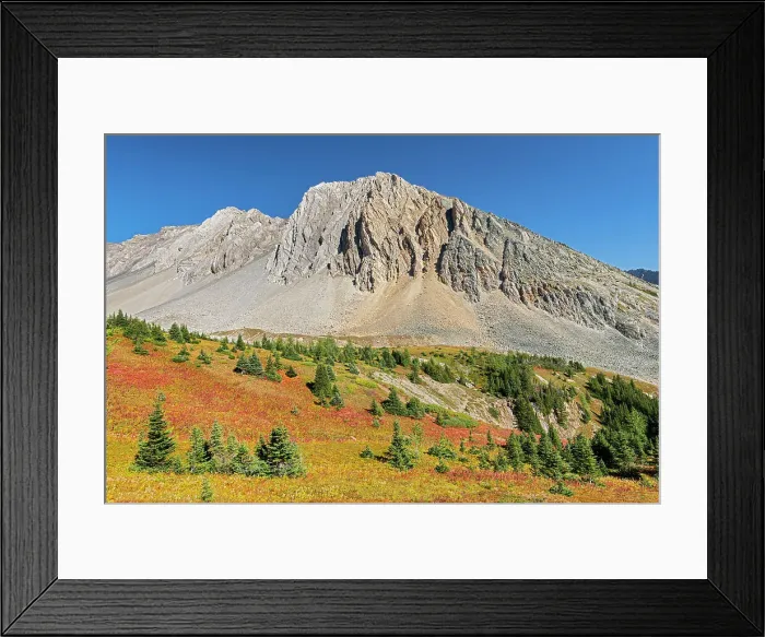 Framed Print : Alpine meadows in autumn colors. Mt. Arethusa. Ptarmigan Cirque. Highwood Pass. Misty Range. Kananaskis Country Alberta, Canada Framed Print : Alpine meadows in autumn colors. Mt. Arethusa. Ptarmigan Cirque. Highwood Pass. Misty Range. Kananaskis Country Alberta, Canada