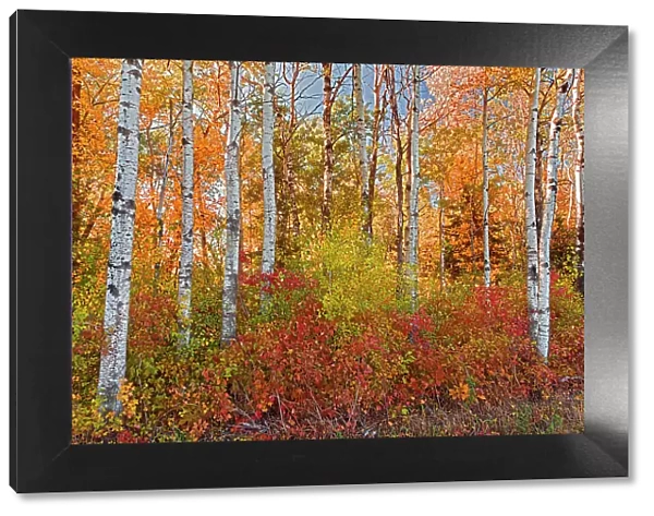 Autumn colors Hecla-Grindstone Provincial Park Manitoba, Canada