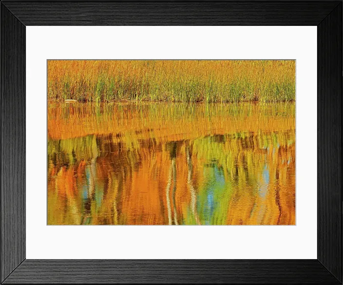 Framed Print : Autumn trees reflected in Lake Winnipeg Seymourville Manitoba, Canada Framed Print : Autumn trees reflected in Lake Winnipeg Seymourville Manitoba, Canada