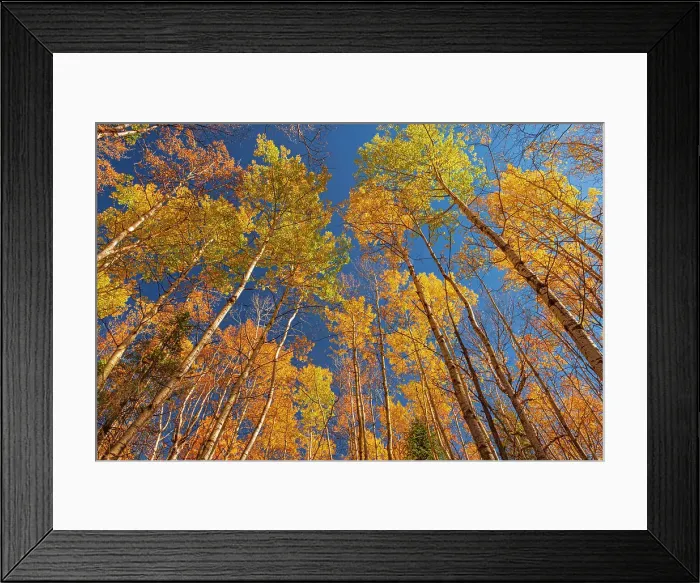 Framed Print : Autumn colors in canopy. Coppernicus Hill Trail. Duck Mountain Provincial Park Manitoba, Canada Framed Print : Autumn colors in canopy. Coppernicus Hill Trail. Duck Mountain Provincial Park Manitoba, Canada