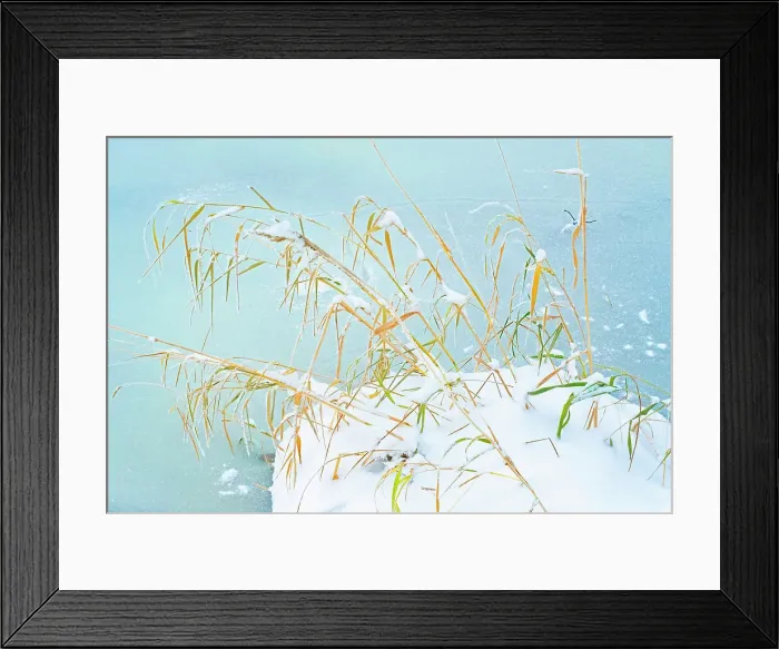 Framed Print : Grasses and snow along the river. Seine River Forest. Winnipeg Manitoba, Canada Framed Print : Grasses and snow along the river. Seine River Forest. Winnipeg Manitoba, Canada