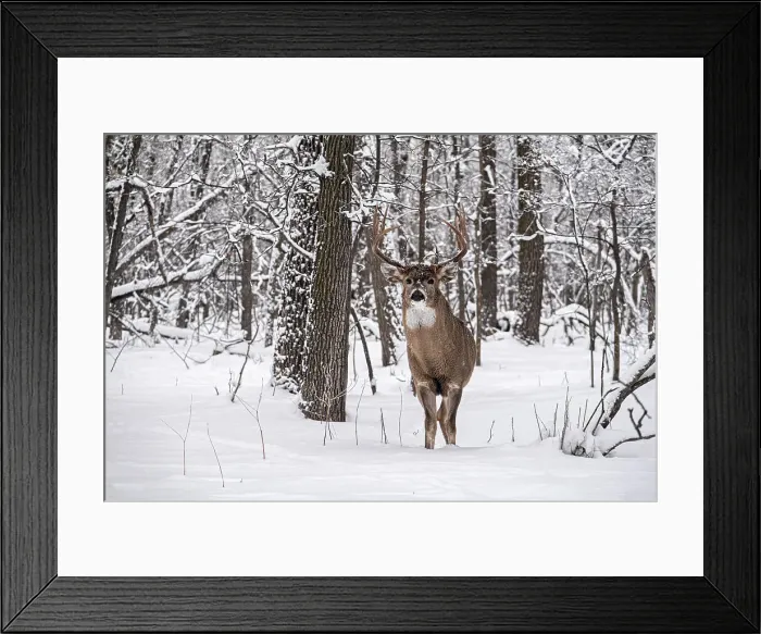 Framed Print : Whitetail deer (Odocoileus virginianus) buck in winter. Seine River Forest. Bois des Esprits. Winnipeg Manitoba, Canada Framed Print : Whitetail deer (Odocoileus virginianus) buck in winter. Seine River Forest. Bois des Esprits. Winnipeg Manitoba, Canada