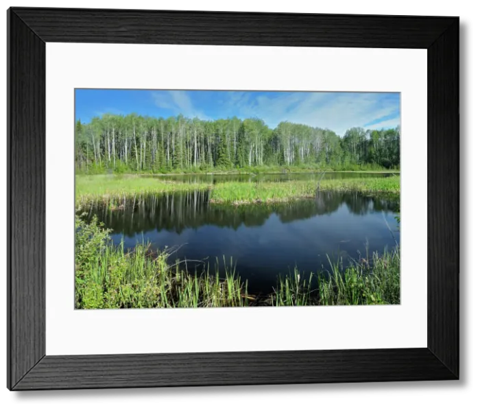 Framed Print : Wetland near the Yukon border Stewart Cassiar Highway near Yukon border British Columbia Canada