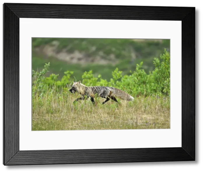 Framed Print : Cross phase of a red fox (Vulpes vulpes) with rodent on the Dempster Highway near KM 72 close to the Tombstone Campground On the Dempster Highway, Yukon, Canada Framed Print : Cross phase of a red fox (Vulpes vulpes) with rodent on the Dempster Highway near KM 72 close to the Tombstone Campground On the Dempster Highway, Yukon, Canada