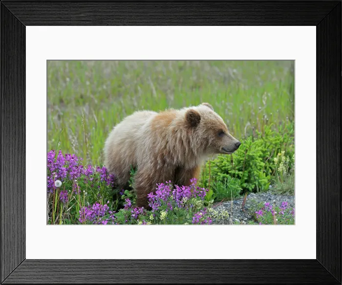 Framed Print : Young grizzly bear (Ursus arctos horribilis) along the Alaska Highway Alaska Highway east of Haines Junction, Yukon, Canada