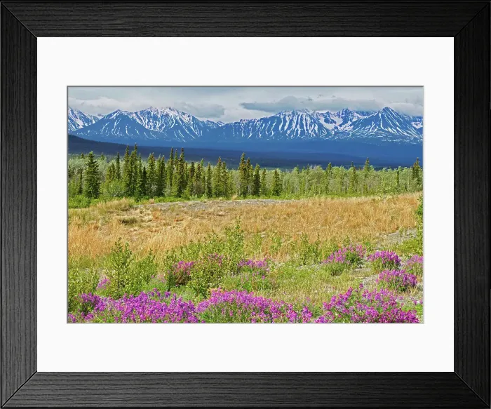 Framed Print : Wildflowers and the St. Elias Mountains, Near Haines Junction, Yukon, Canada
