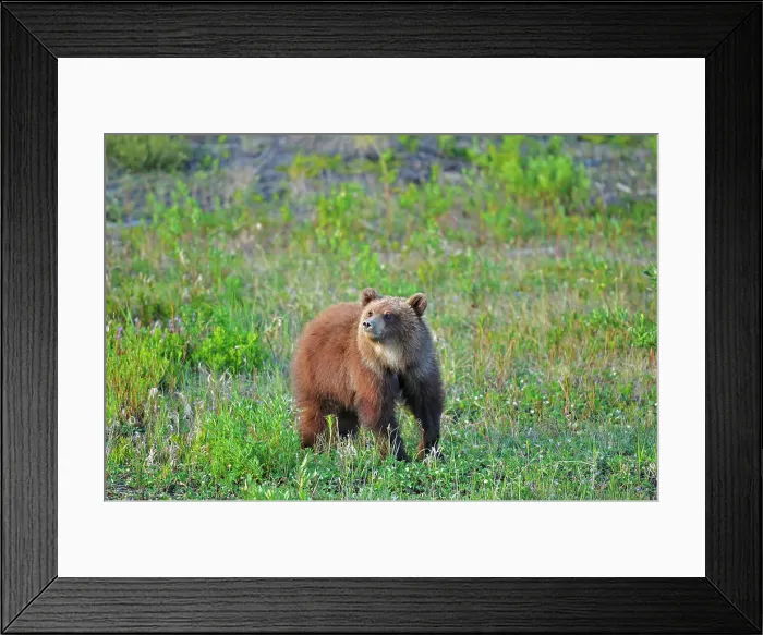 Framed Print : Young Grizzly bear (Ursus arctos) at edge of forest Alalska Highway west of Whitehorse, Yukon, Canada Framed Print : Young Grizzly bear (Ursus arctos) at edge of forest Alalska Highway west of Whitehorse, Yukon, Canada