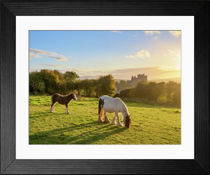 Framed Print : Horses with Rock of Cashel in the background at sunset, Cashel, County Tipperary, Ireland