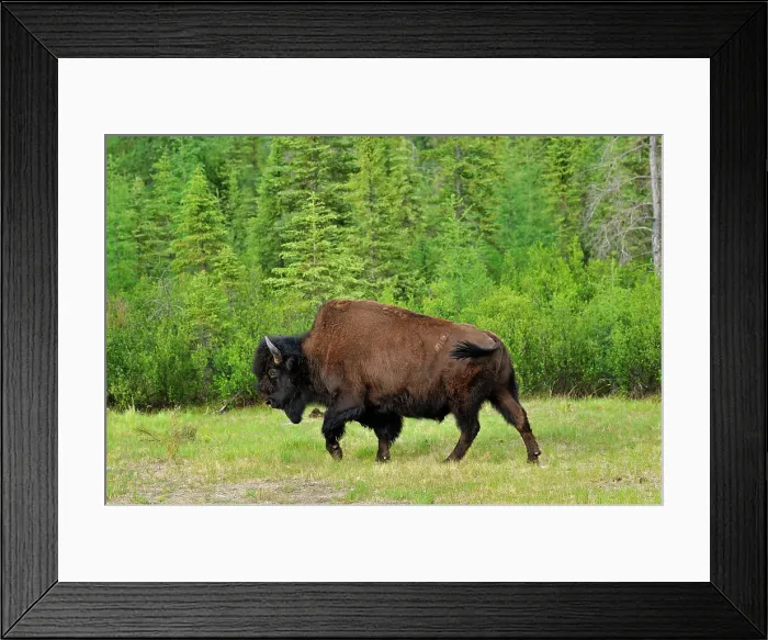 Framed Print : Wood bison (Bison bison athabascae) Wood Buffalo National Park, Northwest Territories, Canada