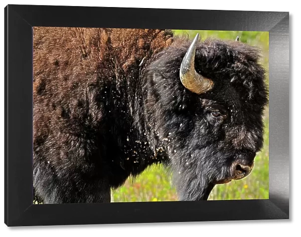 Wood bison (Bison bison athabascae) Wood Buffalo National Park, Northwest Territories, Canada