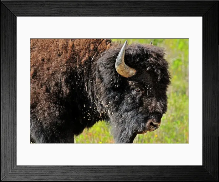 Framed Print : Wood bison (Bison bison athabascae) Wood Buffalo National Park, Northwest Territories, Canada Framed Print : Wood bison (Bison bison athabascae) Wood Buffalo National Park, Northwest Territories, Canada