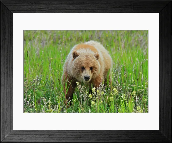 Framed Print : Grizzly bear (Ursus arctos horribilis) along the Alaska Highway Alaska Highway east of Haines Junction, Yukon, Canada Framed Print : Grizzly bear (Ursus arctos horribilis) along the Alaska Highway Alaska Highway east of Haines Junction, Yukon, Canada