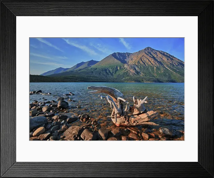 Framed Print : Driftwood on shore of Kathleen Lake with St. Elias Mountains in the background. Kluane National Park, Yukon, Canada