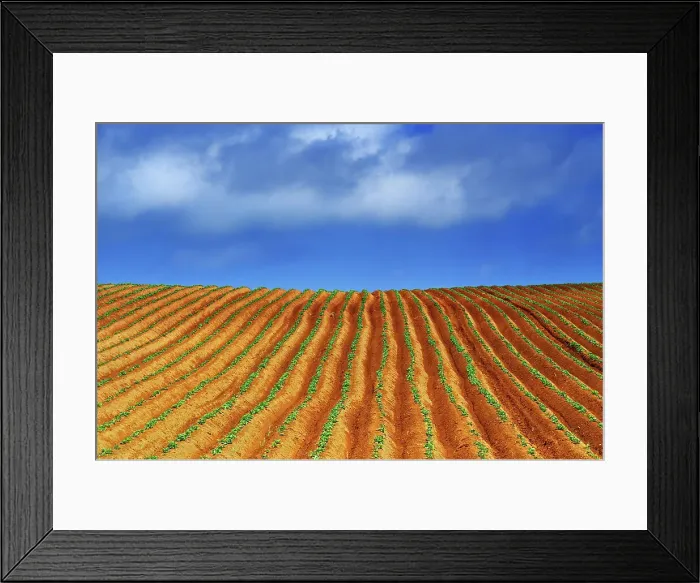 Framed Print : Very early growth potaatoes Cape Tryon, Prince Edward Island, Canada Framed Print : Very early growth potaatoes Cape Tryon, Prince Edward Island, Canada