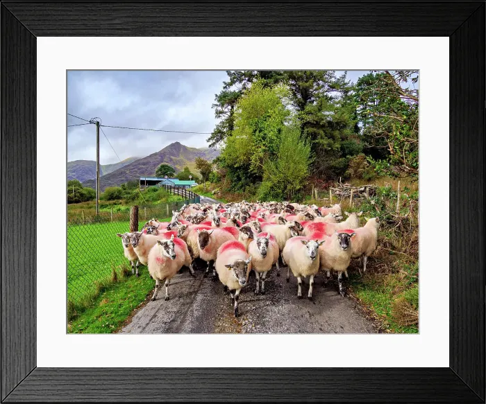 Framed Print : Flock of Sheep at Black Valley, County Kerry, Ireland Framed Print : Flock of Sheep at Black Valley, County Kerry, Ireland