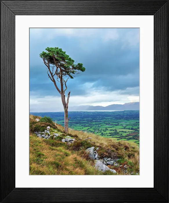Framed Print : Lone Tree at the slope of the Strickeen Mountain, Ballagh, County Kerry, Ireland Framed Print : Lone Tree at the slope of the Strickeen Mountain, Ballagh, County Kerry, Ireland