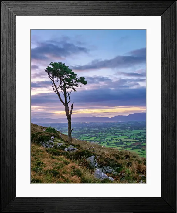Framed Print : Lone Tree at the slope of the Strickeen Mountain at dusk, Ballagh, County Kerry, Ireland Framed Print : Lone Tree at the slope of the Strickeen Mountain at dusk, Ballagh, County Kerry, Ireland