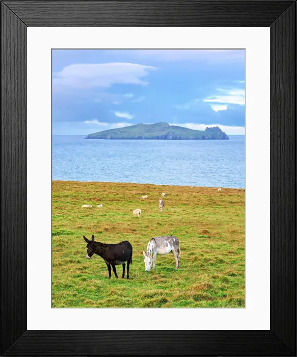 Framed Print : Donkeys with Blasket Islands in the background, Dunquin, Dingle Peninsula, County Kerry, Ireland Framed Print : Donkeys with Blasket Islands in the background, Dunquin, Dingle Peninsula, County Kerry, Ireland
