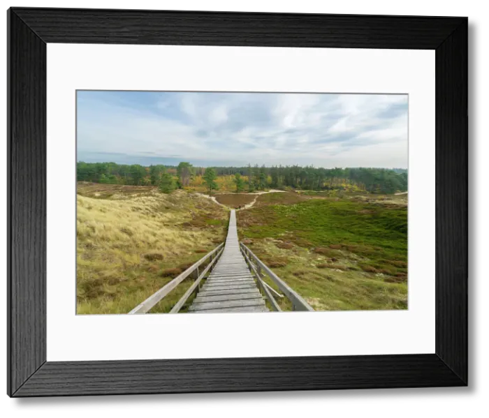 Framed Print : Wooden boardwalk among grass covered sand dune landscape near Suddorf, UNESCO, Amrum island, Nordfriesland, Schleswig-Holstein, Germany Framed Print : Wooden boardwalk among grass covered sand dune landscape near Suddorf, UNESCO, Amrum island, Nordfriesland, Schleswig-Holstein, Germany
