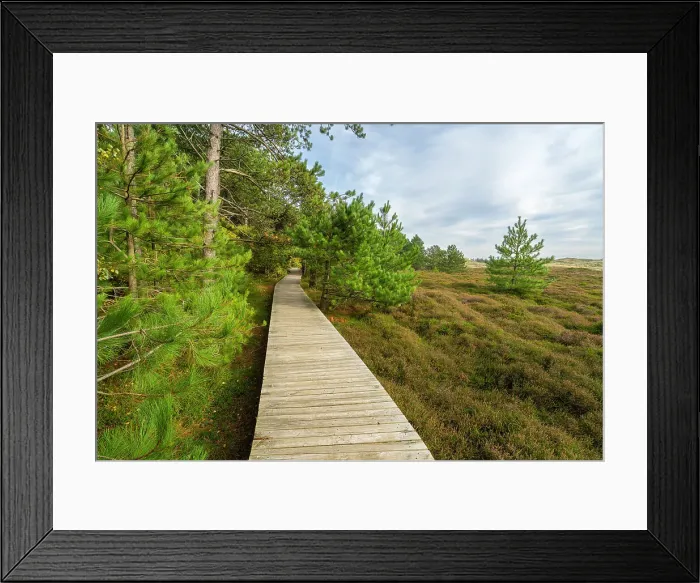 Framed Print : Wooden boardwalk leading by forest near Suddorf, UNESCO, Amrum island, Nordfriesland, Schleswig-Holstein, Germany Framed Print : Wooden boardwalk leading by forest near Suddorf, UNESCO, Amrum island, Nordfriesland, Schleswig-Holstein, Germany
