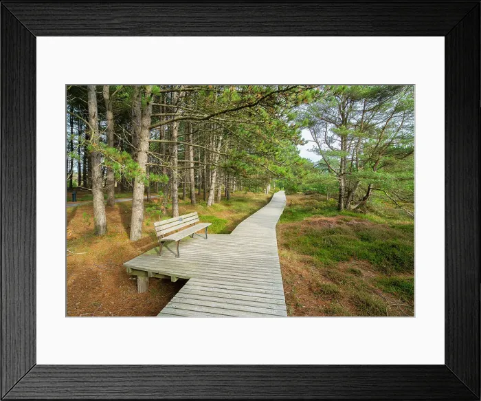 Framed Print : Bench to rest on wooden boardwalk leading through forest near Suddorf, UNESCO, Amrum island, Nordfriesland, Schleswig-Holstein, Germany Framed Print : Bench to rest on wooden boardwalk leading through forest near Suddorf, UNESCO, Amrum island, Nordfriesland, Schleswig-Holstein, Germany