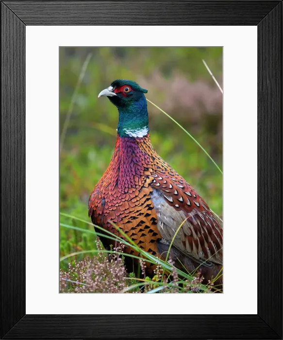Framed Print : Pheasant (Phasianus colchicus) among heather near Norddorf in autumn, UNESCO, Amrum island, Nordfriesland, Schleswig-Holstein, Germany Framed Print : Pheasant (Phasianus colchicus) among heather near Norddorf in autumn, UNESCO, Amrum island, Nordfriesland, Schleswig-Holstein, Germany