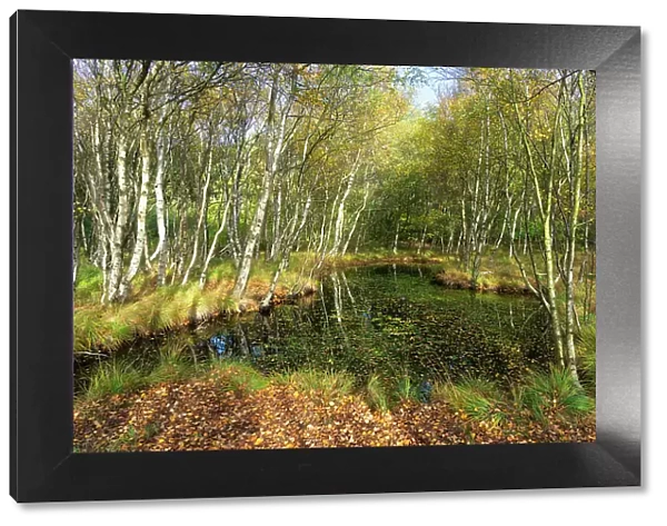 Small lake in forest near Vogelkoje in autumn, Nebel, UNESCO, Amrum island, Nordfriesland, Schleswig-Holstein, Germany