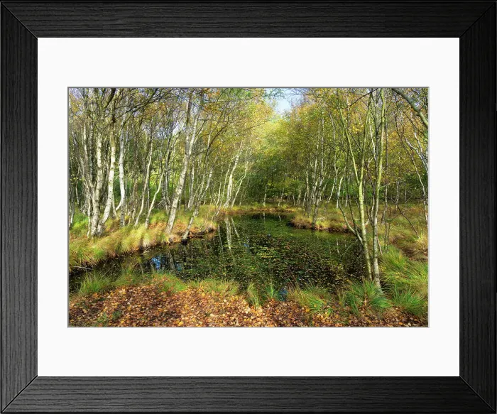 Framed Print : Small lake in forest near Vogelkoje in autumn, Nebel, UNESCO, Amrum island, Nordfriesland, Schleswig-Holstein, Germany Framed Print : Small lake in forest near Vogelkoje in autumn, Nebel, UNESCO, Amrum island, Nordfriesland, Schleswig-Holstein, Germany