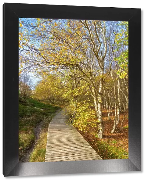 Wooden boardwalk leading by forest with autumn colors, near Norddorf, UNESCO, Amrum island, Nordfriesland, Schleswig-Holstein, Germany