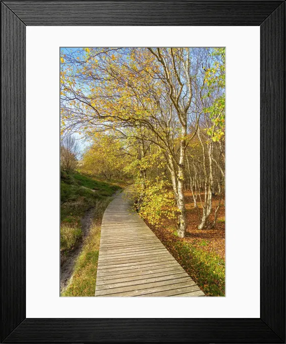 Framed Print : Wooden boardwalk leading by forest with autumn colors, near Norddorf, UNESCO, Amrum island, Nordfriesland, Schleswig-Holstein, Germany Framed Print : Wooden boardwalk leading by forest with autumn colors, near Norddorf, UNESCO, Amrum island, Nordfriesland, Schleswig-Holstein, Germany