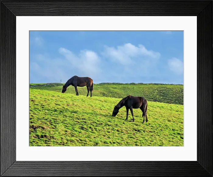 Framed Print : Horses on a field, Cliffs of Moher Walking Trail, County Clare, Ireland Framed Print : Horses on a field, Cliffs of Moher Walking Trail, County Clare, Ireland
