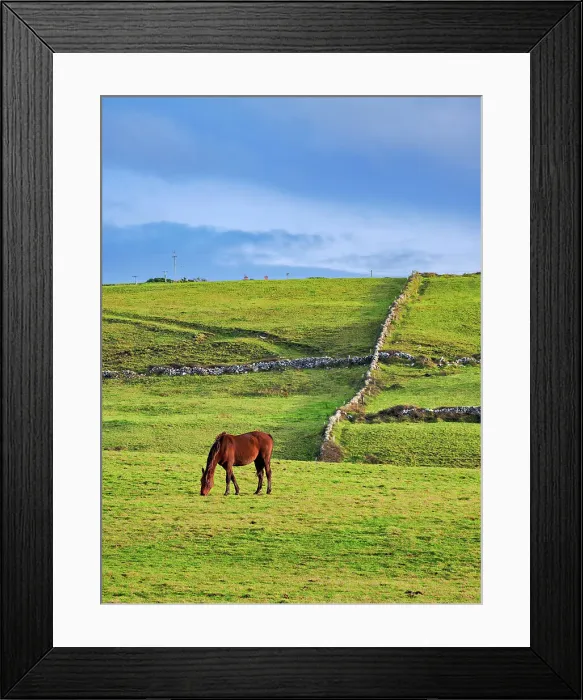 Framed Print : Horse on a field, Cliffs of Moher Walking Trail, County Clare, Ireland Framed Print : Horse on a field, Cliffs of Moher Walking Trail, County Clare, Ireland
