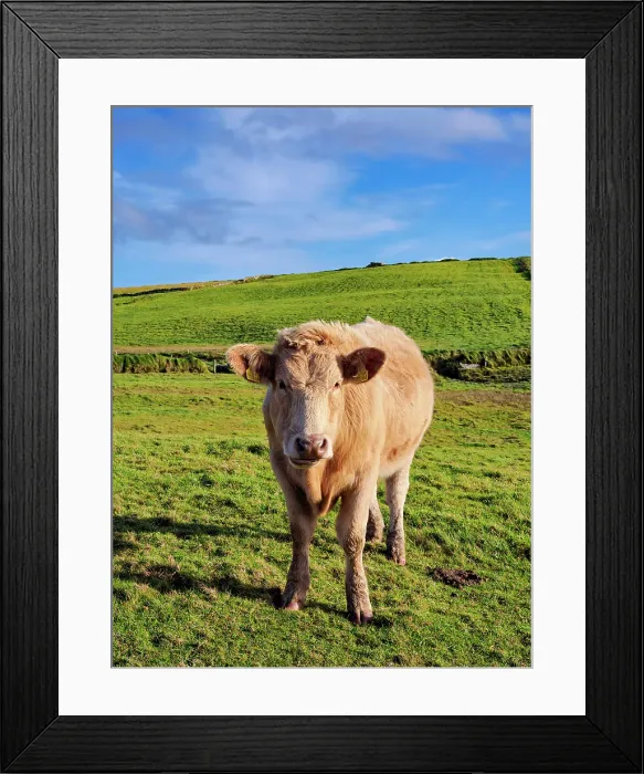 Framed Print : Cow on a field, Cliffs of Moher Walking Trail, County Clare, Ireland Framed Print : Cow on a field, Cliffs of Moher Walking Trail, County Clare, Ireland