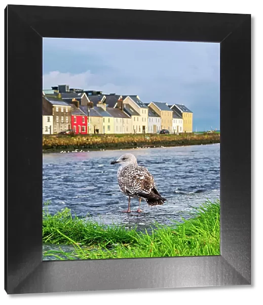 Seagull, River Corrib and The Long Walk, Galway, County Galway, Ireland