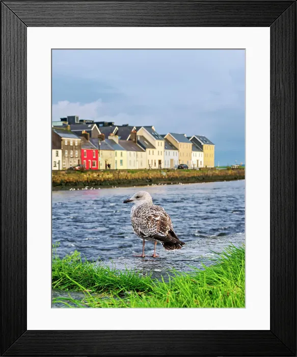 Framed Print : Seagull, River Corrib and The Long Walk, Galway, County Galway, Ireland Framed Print : Seagull, River Corrib and The Long Walk, Galway, County Galway, Ireland
