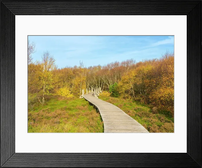 Framed Print : Wooden boardwalk leading by forest with autumn colors, near Norddorf, UNESCO, Amrum island, Nordfriesland, Schleswig-Holstein, Germany Framed Print : Wooden boardwalk leading by forest with autumn colors, near Norddorf, UNESCO, Amrum island, Nordfriesland, Schleswig-Holstein, Germany