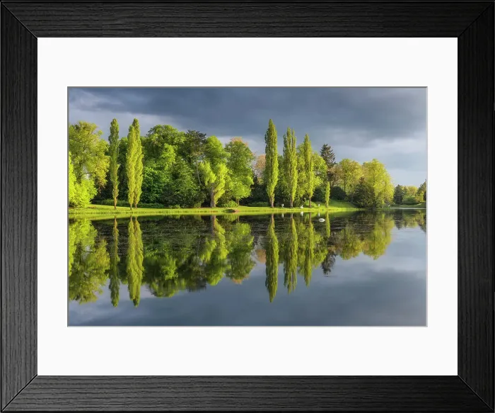 Framed Print : Deciduous trees reflected in the lake Worlitz, Dessau-Worlitzer Garden Realm, English style landscape park, Unesco World Heritage site, Dessau-Worlitz, Saxony-Anhalt, Germany