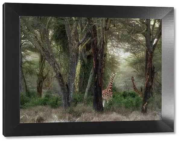 Rothschild's giraffe (Giraffa camelopardalis rothschildi), in the forest of Lake Nakuru National Park, Kenya