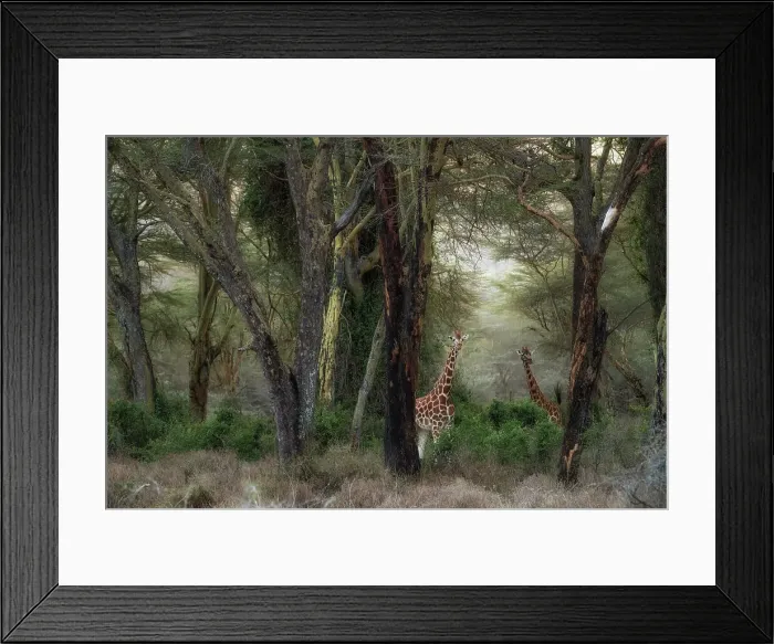 Framed Print : Rothschild's giraffe (Giraffa camelopardalis rothschildi), in the forest of Lake Nakuru National Park, Kenya Framed Print : Rothschild's giraffe (Giraffa camelopardalis rothschildi), in the forest of Lake Nakuru National Park, Kenya