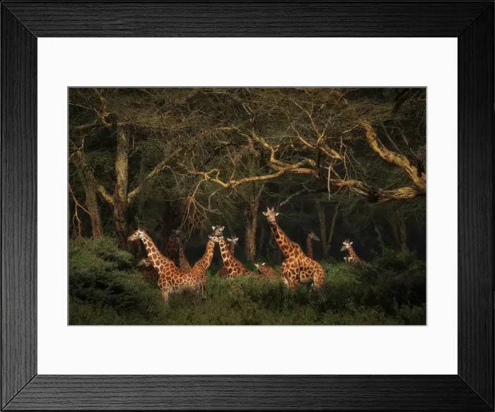 Framed Print : Rothschild's giraffes (Giraffa camelopardalis rothschildi), in the forest of Lake Nakuru National Park, Kenya Framed Print : Rothschild's giraffes (Giraffa camelopardalis rothschildi), in the forest of Lake Nakuru National Park, Kenya