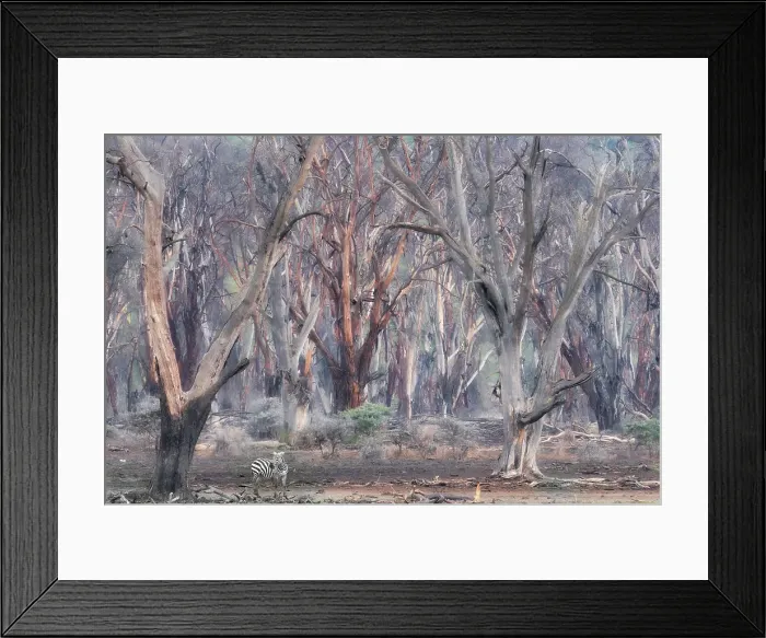 Framed Print : A zebra in the dead forest around Lake Nakuru, Kenya Framed Print : A zebra in the dead forest around Lake Nakuru, Kenya