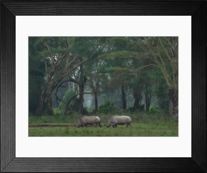 Framed Print : White rhino in Lake Nakuru National Park, Kenya Framed Print : White rhino in Lake Nakuru National Park, Kenya