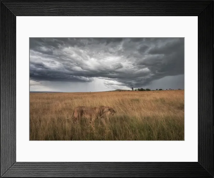 Framed Print : A lioness in the high grass, Maasaimara, Kenya Framed Print : A lioness in the high grass, Maasaimara, Kenya
