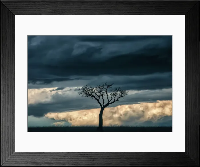 Framed Print : Acacia tree in the grassland of the Maasaimara, Kenya Framed Print : Acacia tree in the grassland of the Maasaimara, Kenya