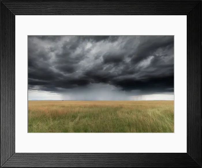 Framed Print : Lion in the grassland, Maasaimara, Kenya Framed Print : Lion in the grassland, Maasaimara, Kenya