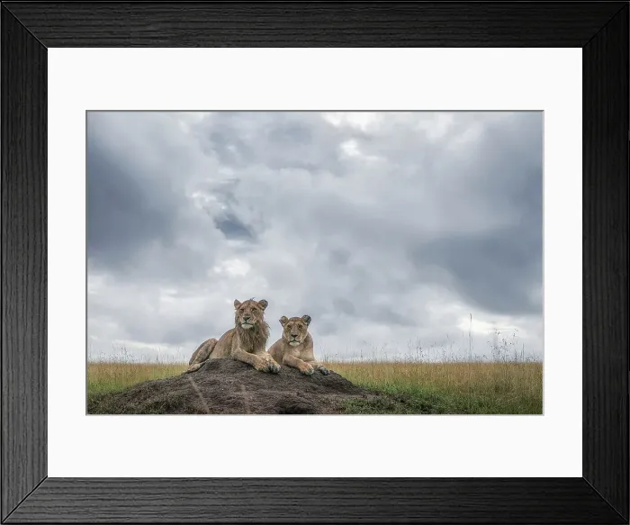 Framed Print : Lion cubs in the Maasaimara grassland, Kenya