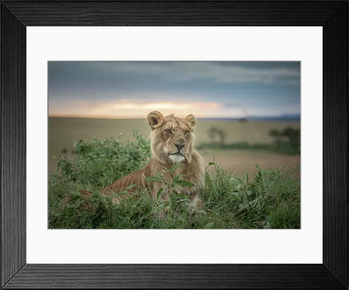 Framed Print : Male lion in the Maasaimara, Kenya Framed Print : Male lion in the Maasaimara, Kenya
