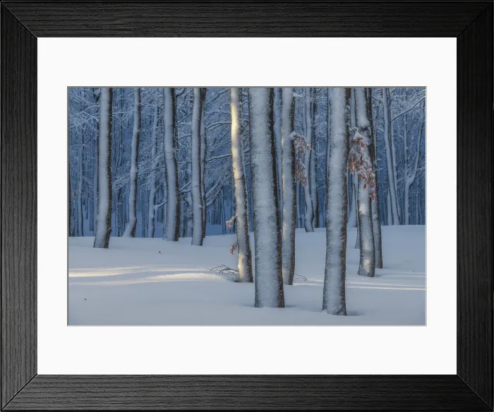 Framed Print : A beeches forest in the Appennines after a heavy snowfall creates a surreal atmosphere. Appennines, Emilia Romagna, Italy Framed Print : A beeches forest in the Appennines after a heavy snowfall creates a surreal atmosphere. Appennines, Emilia Romagna, Italy